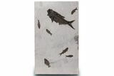 Natural, Fossil Fish Mural From Bottom Cap Layer - Wyoming #307797-5